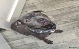 Staffordshire Bull Terrier dogs for sale: LAST ROYAL REGIMENT BOY KC REGISTERED  - Image 5