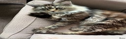 Mixed Breed cats for sale: Maine Coon Mix Classic Tabby Sweetest Purring Boy  - Advert 2