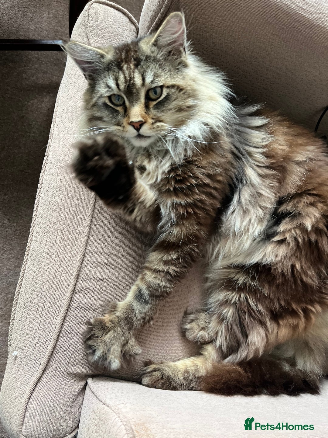 Mixed Breed cats for sale: Maine Coon Mix Classic Tabby Sweetest Purring Boy  - Advert 2