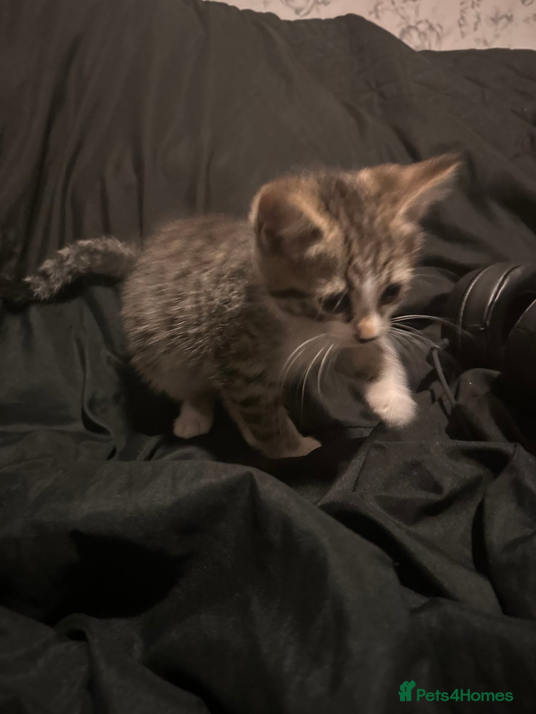 Mixed Breed cats for sale: Bengal mixed kittens  - Advert 9