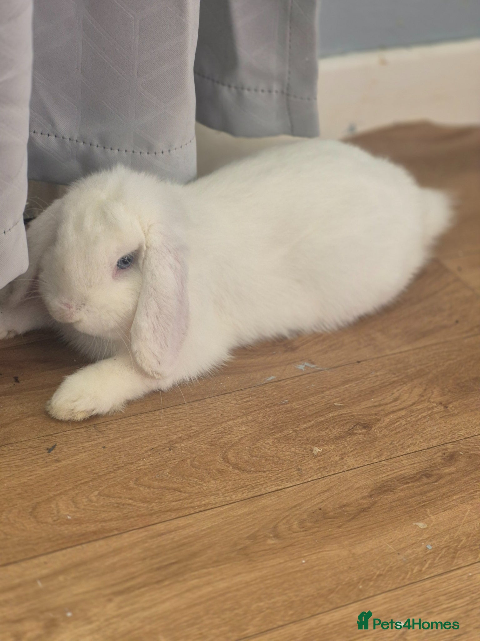 Mini Lop rabbits “Cute Mini Lop Bunny – Lucky” - Advert 1