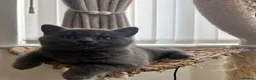 British Shorthair cats for sale: British shorthair kittens domestic  - Advert 6