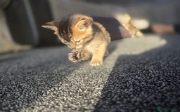Abyssinian cats for sale: Abyssinian X Bengal Kittens - Image 11