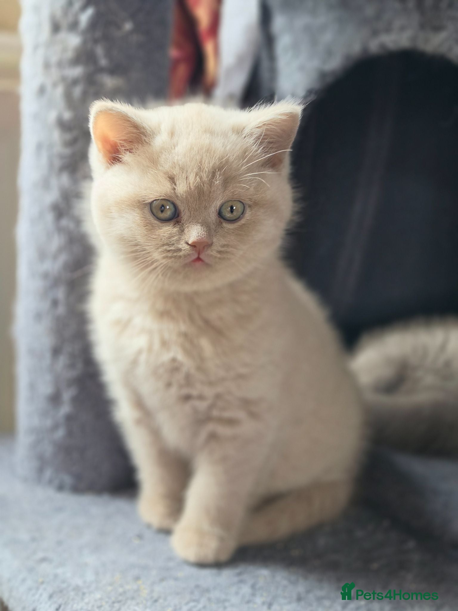 British Shorthair cats Beautiful Lilac British Shorthair Kittens - Advert 1