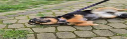 Mixed Breed dogs for adoption: ❤️🐶 LOLLY – GENTLE HEART, HAPPY SOUL in Burton-on-Trent - Advert 11
