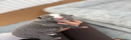 Staffordshire Bull Terrier dogs for sale: Blue Staffordshire puppies for sale  - Advert 2