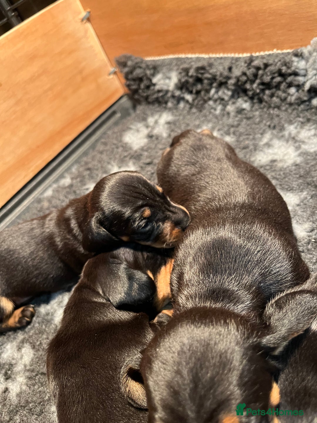 Dachshund dogs for sale: Dachshund puppies - Advert 5