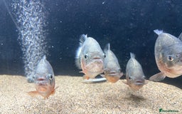 Piranhas fish for sale: Red Belly Piranhas - Image 4