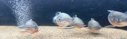 Piranhas fish for sale: Red Belly Piranhas - Advert 4