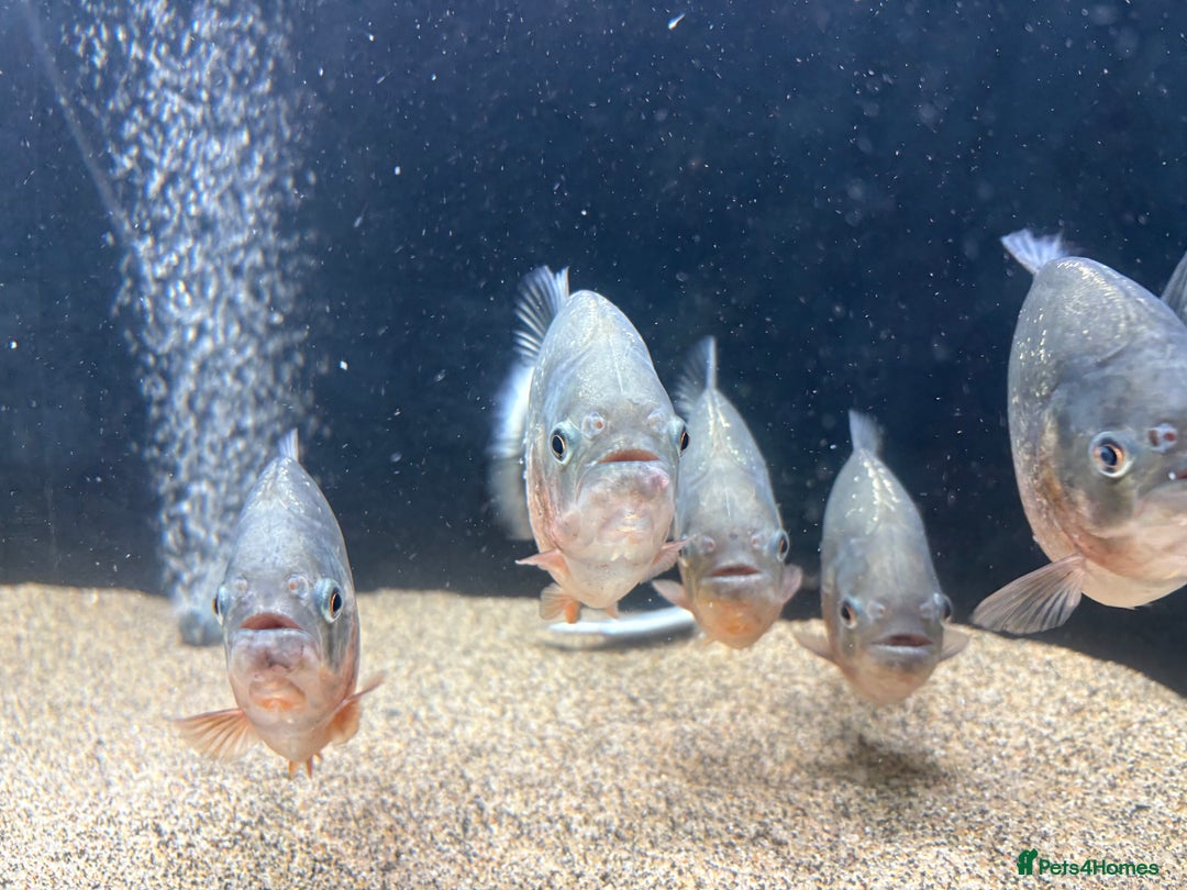 Piranhas fish for sale: Red Belly Piranhas - Image 4
