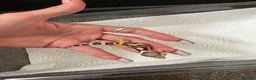 Leopard Gecko reptiles for sale: Leopard gecko in Saint Helens - Advert 6