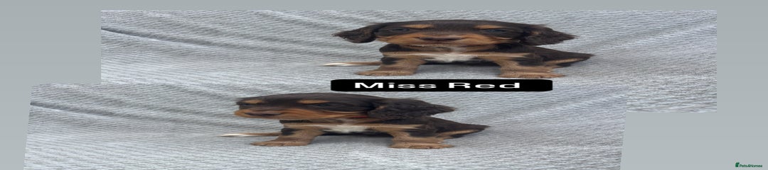 Miss Red Collar 