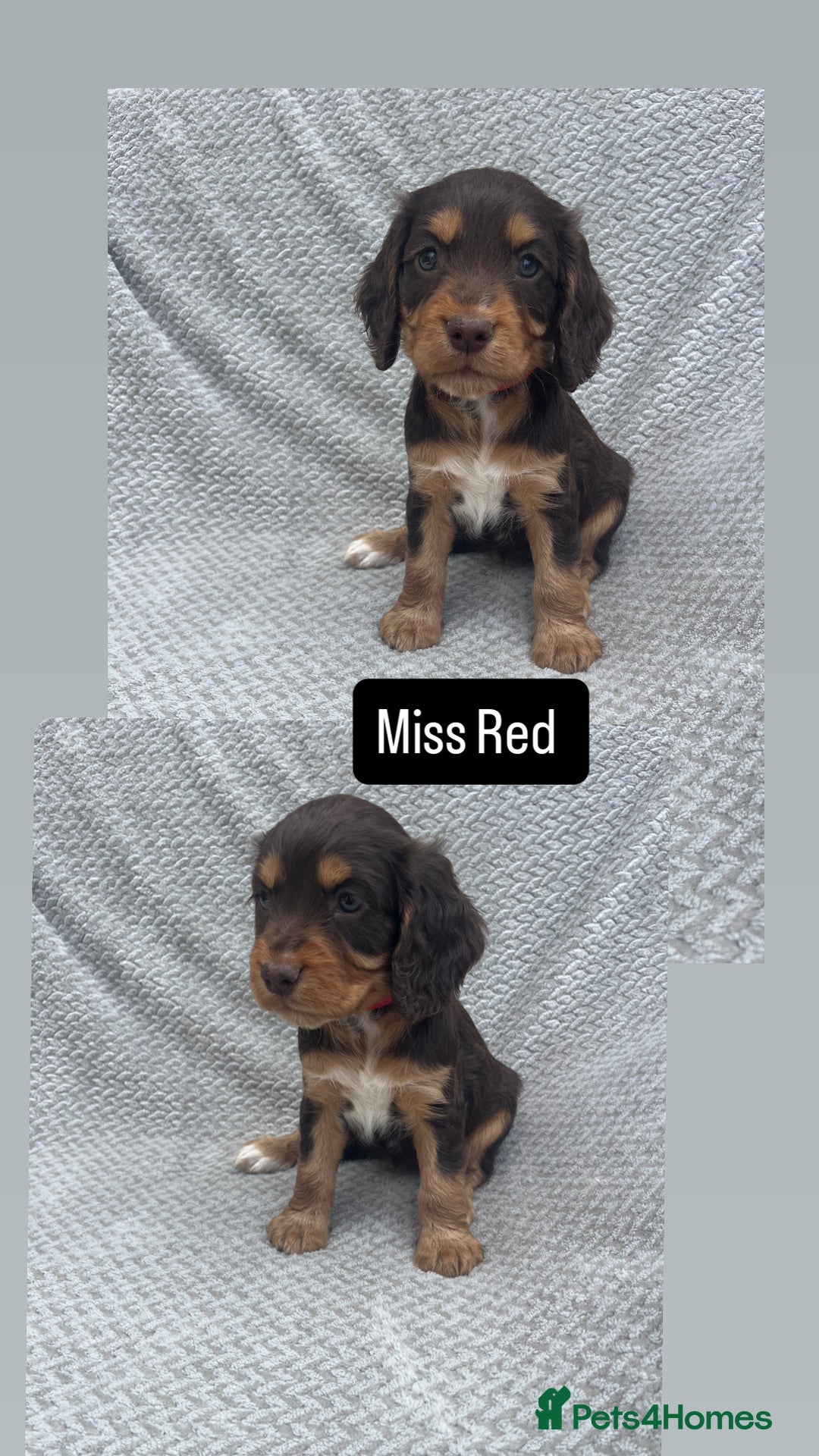 Cocker Spaniel dogs for sale: Extensively Health tested/KC REG Cocker Puppies - Image 13