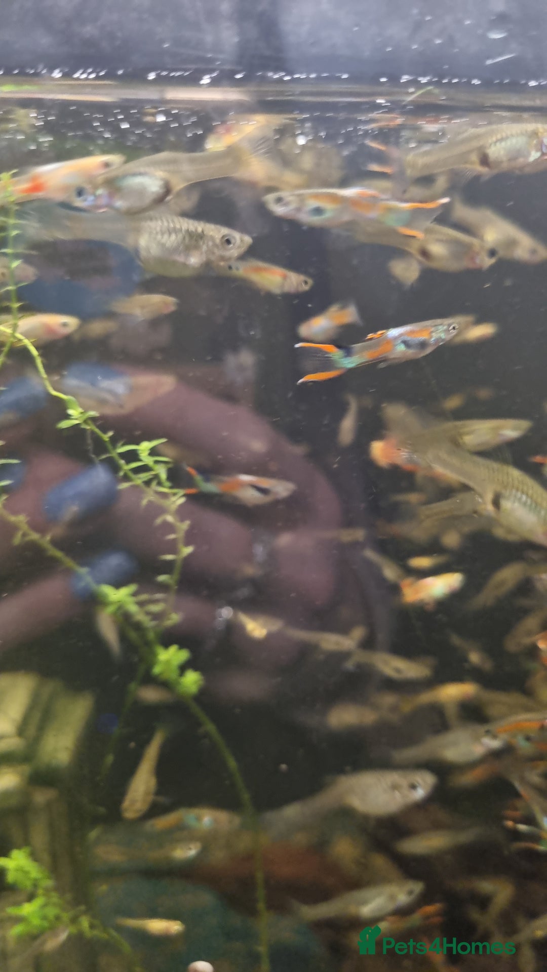 Plecos fish for sale: Plecos and guppies  - Advert 9