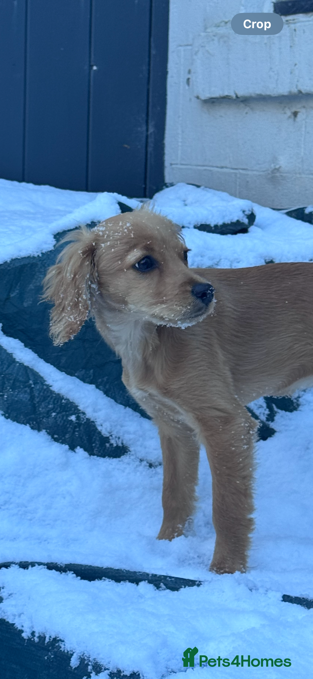 Cockapoo dogs for sale: Cockapoo Puppy Girl - Advert 2