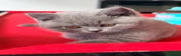 British Shorthair cats for sale: 2 BOYS AVAILABLE - GCCF BSH Kittens - Advert 15