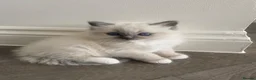 Ragdoll cats for sale: Beautiful Ragdolls  - Advert 5