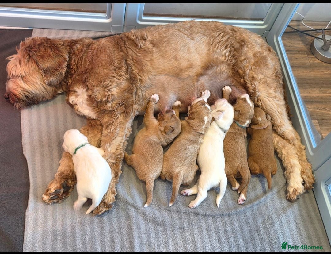 Australian Labradoodle dogs Australian Labradoodle Puppies - Advert 2