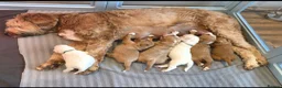 Australian Labradoodle dogs for sale: Australian Labradoodle Puppies - Advert 2