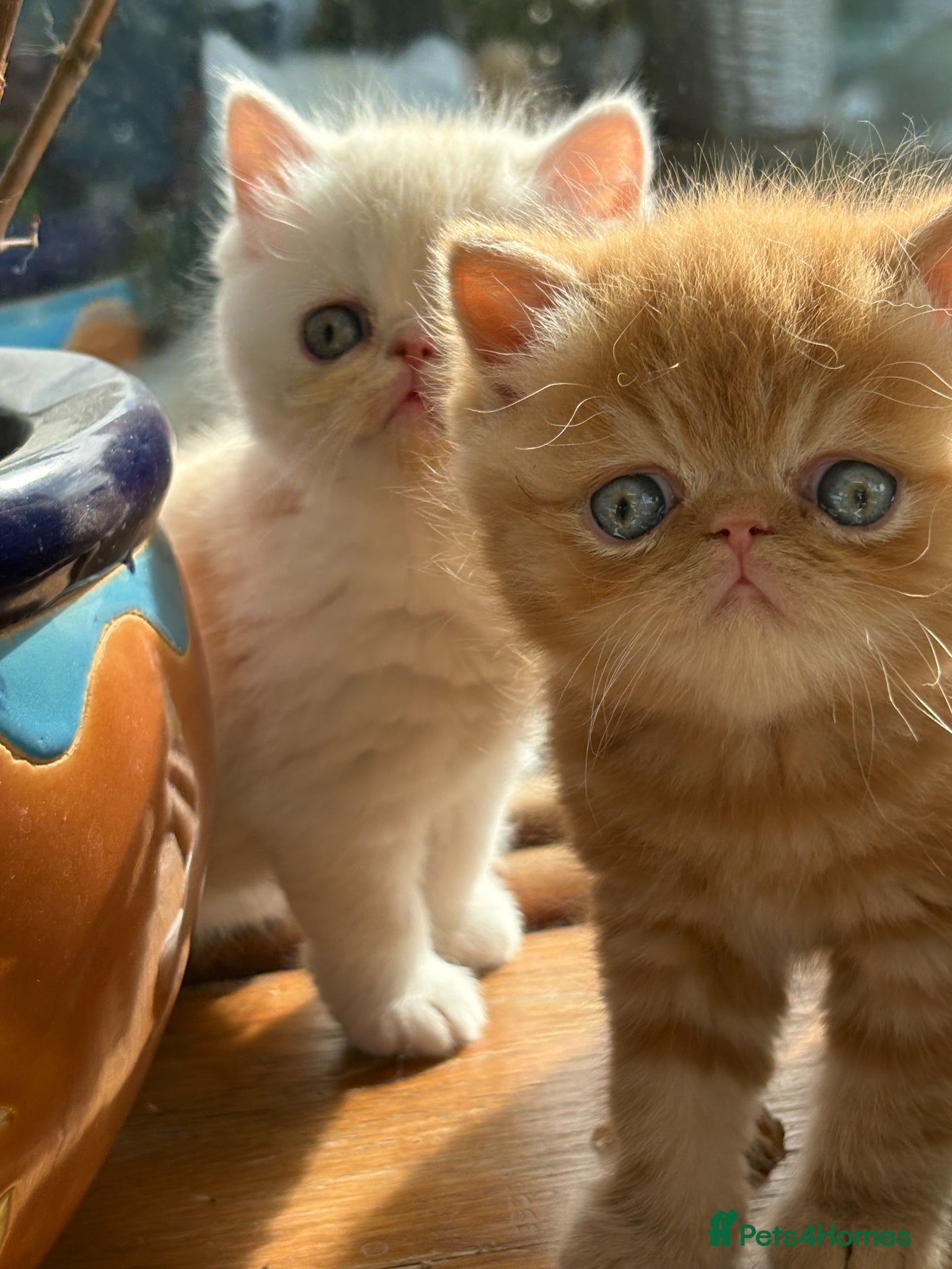 Exotic cats 4 Exotic Kittens  - Advert 1