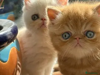 Exotic cats 4 Exotic Kittens - Advert 1