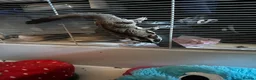 Sugar Glider rodents for sale: Two male bonded sugar gliders - Advert 5