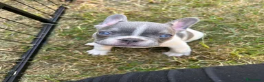 Blue pied carries cream 