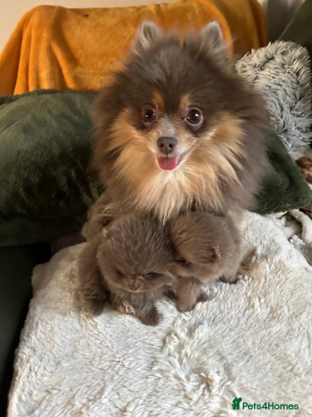 Pomeranian dogs for sale: Rare lavender Pomeranian puppy’s  - Advert 8