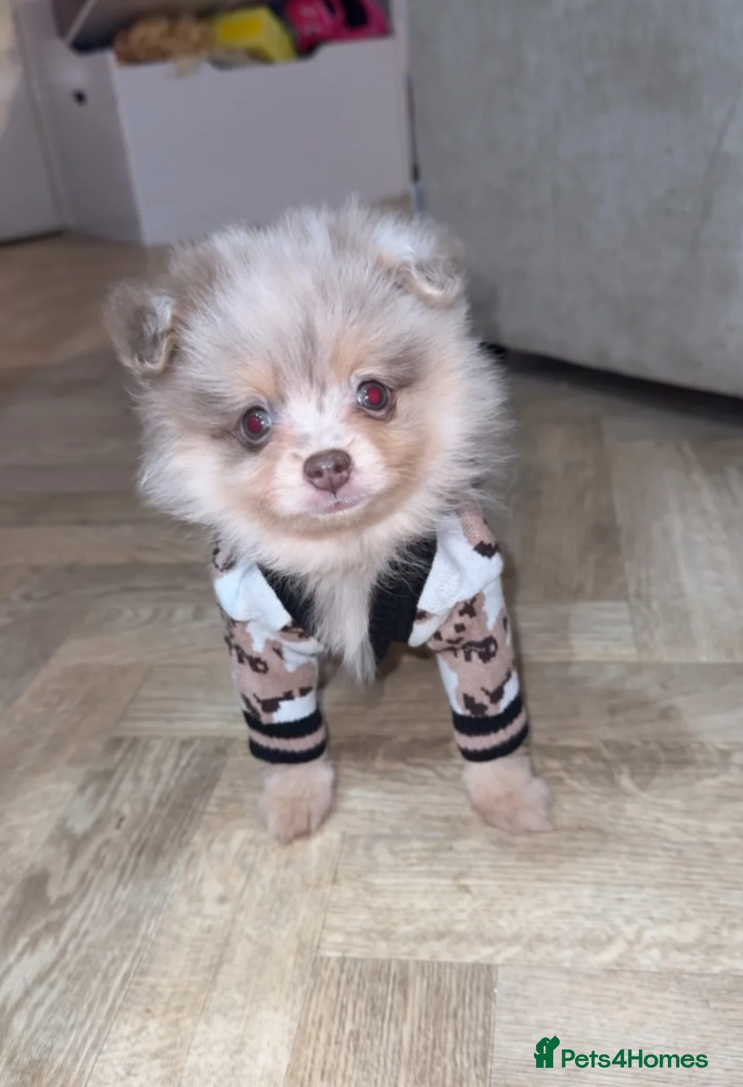 Pomeranian dogs for sale: Merle Pomeranian pup - Advert 1