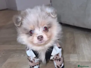 Pomeranian dogs Merle Pomeranian pup - Advert 1