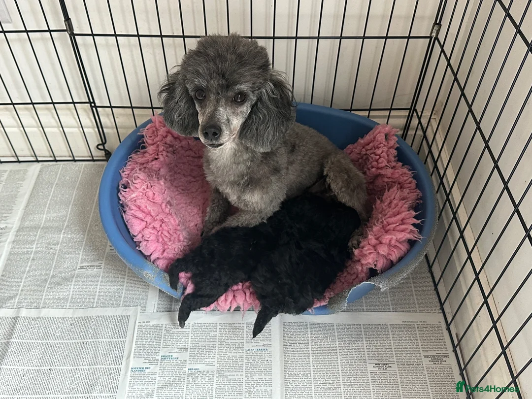 Toy Poodle dogs for sale: TOY POODLE PUPPIES, KC REG, PRA CLEAR, SILVER,BLUE in Prenton - Advert 2