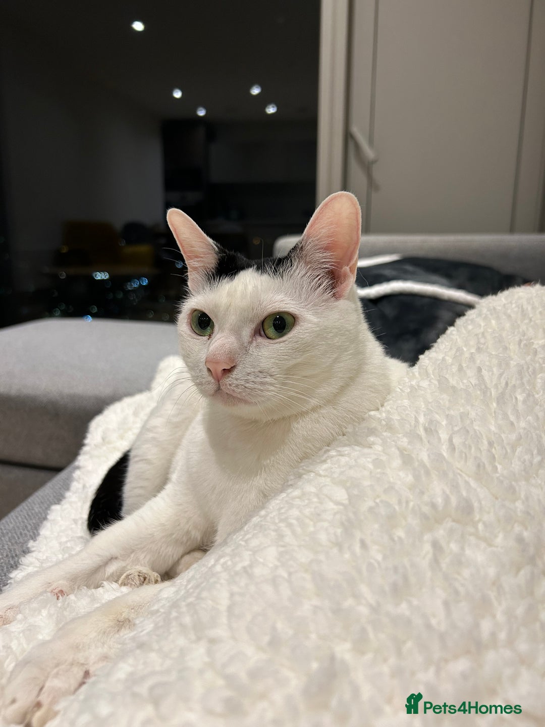 Mixed Breed cats for sale: Heartbroken to Rehome My Bonded Sisters (£0) - Advert 9