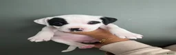 Mixed Breed dogs for sale: ⭐️Ready to leave⭐️ Beautiful Bully x staffy pups - Advert 14