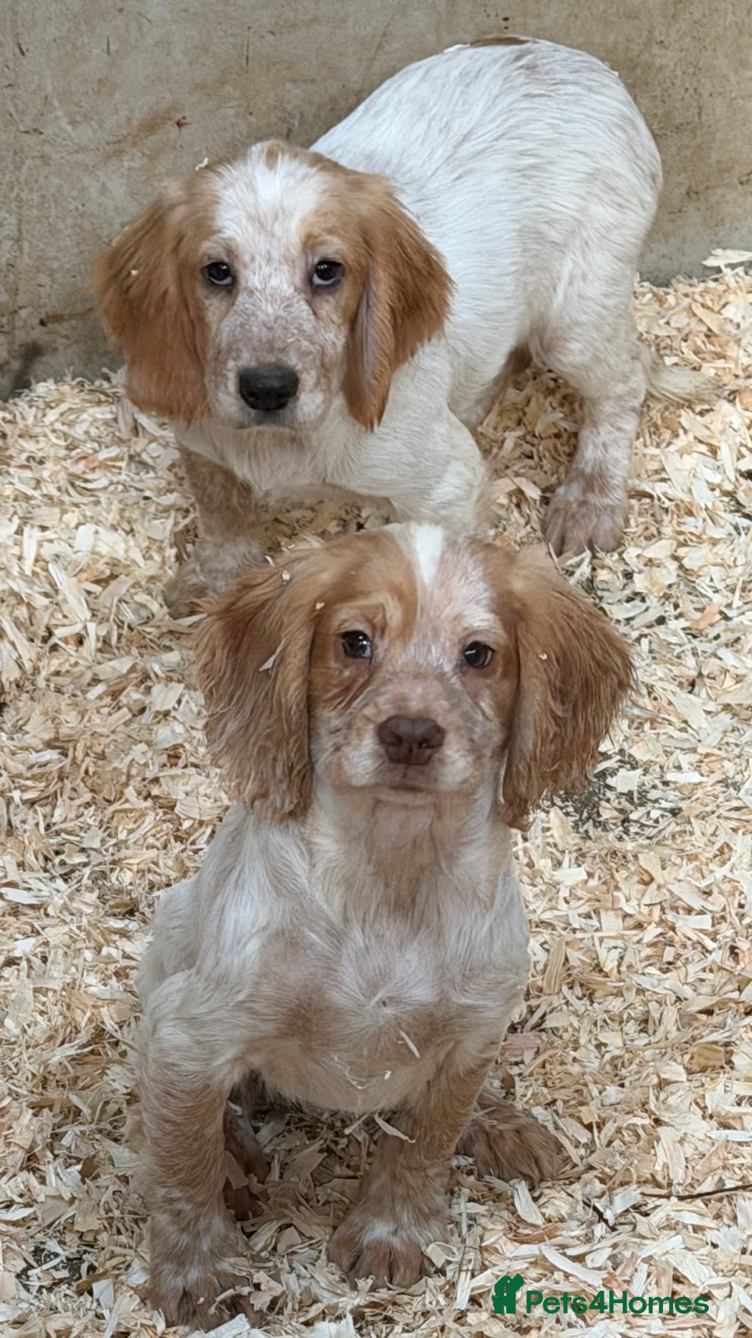 Sprocker dogs for sale: 4 Sprocker Spaniels  - Advert 9