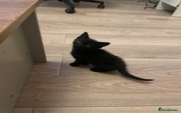 British Shorthair cats for sale: Male ginger and black kittens  - Image 8