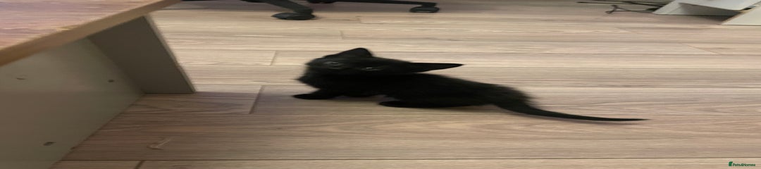 British Shorthair Kitten 1