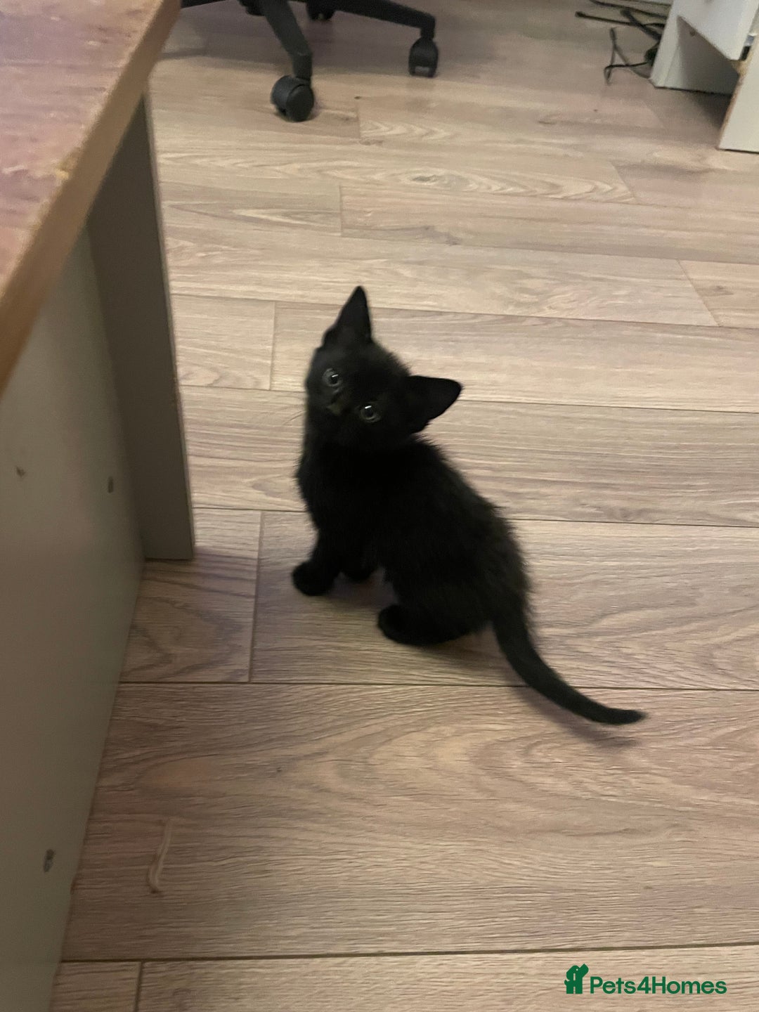 British Shorthair cats for sale: Male ginger and black kittens  - Image 8