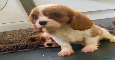 Cavalier King Charles Spaniel dogs - Advert 5