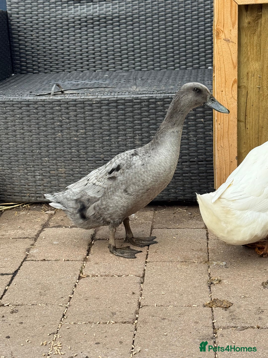 Ducks poultry for sale: Runner Ducks & Call Duck - Image 5