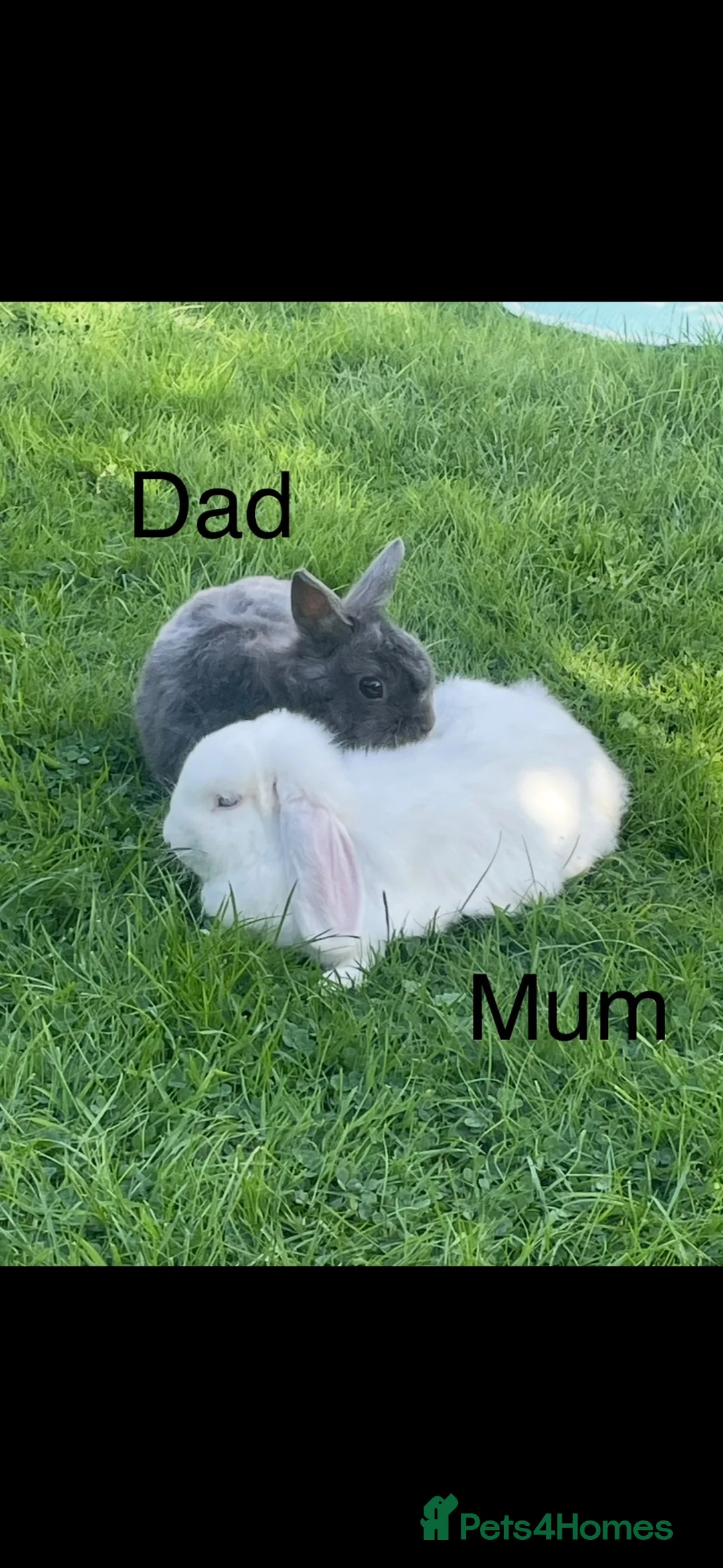 Mixed Breed rabbits for sale: 🐇2 left🐇Bunnies for sale all available - Advert 4