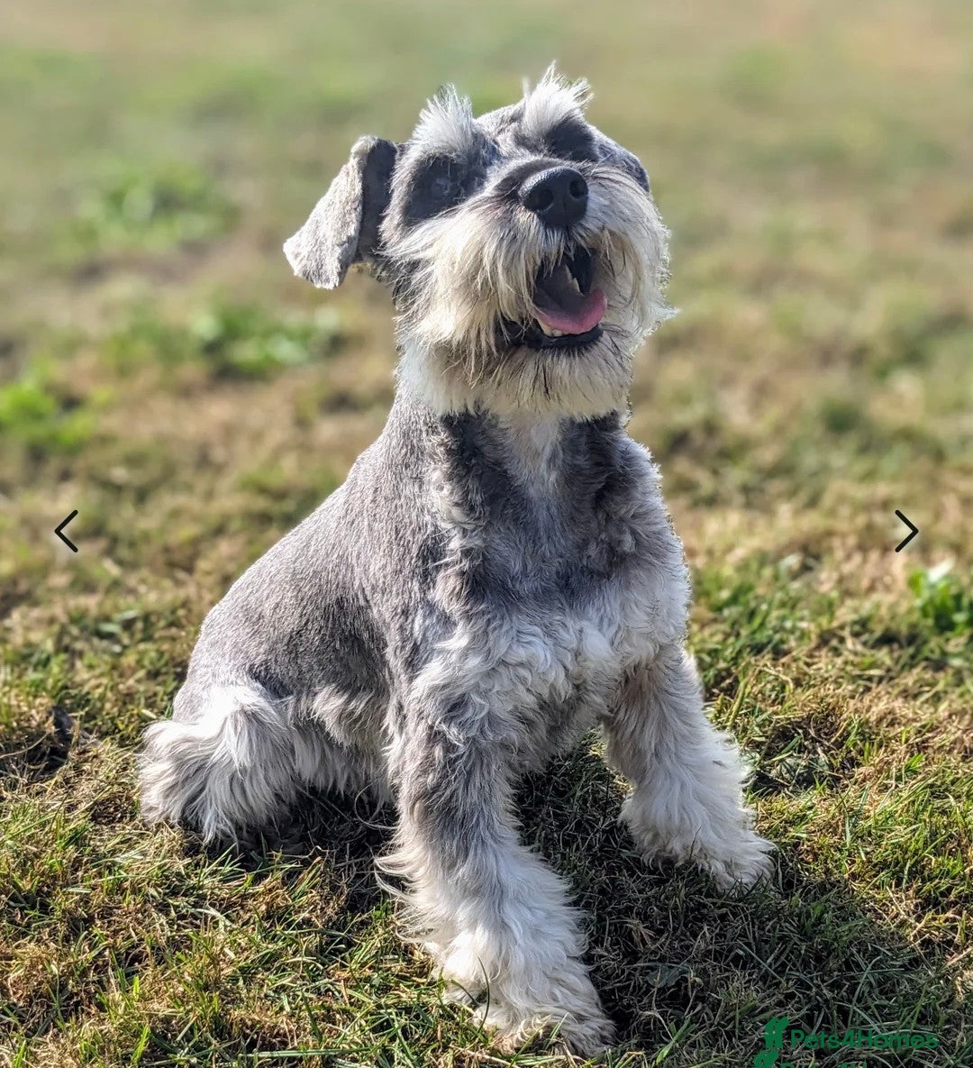 Miniature Schnauzer dogs for sale: Fully Health Tested Clear Miniature Schnauzer Boy - Advert 8