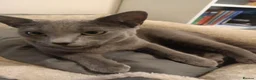 Russian Blue cats for sale: Two incredibly affectionate Russian Blue siblings  - Advert 5