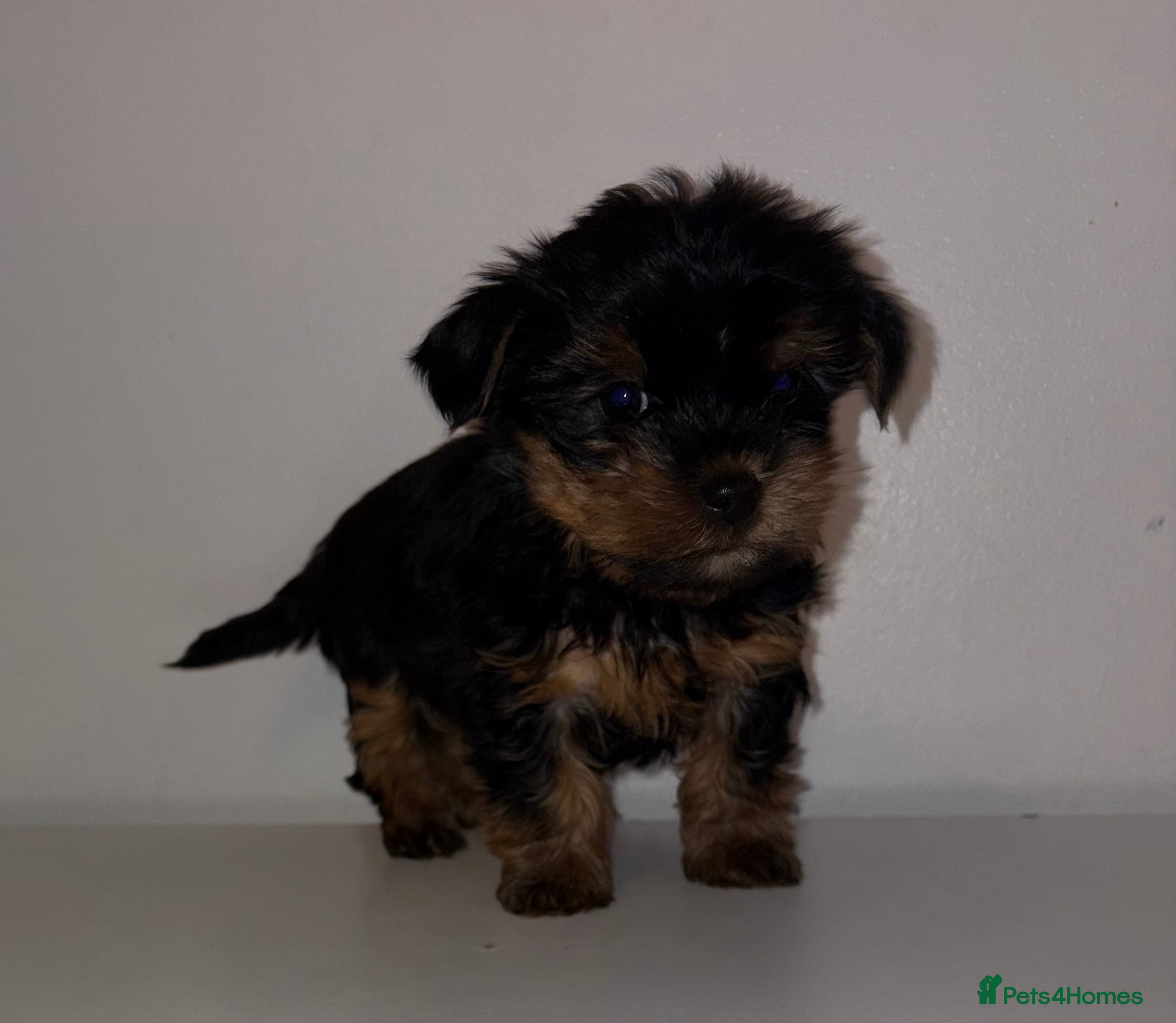 Yorkshire Terrier dogs Yorkshire terrier puppy’s 🐶 ready to leave  - Advert 5