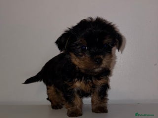 Yorkshire Terrier dogs Yorkshire terrier puppy’s 🐶 ready to leave - Advert 5