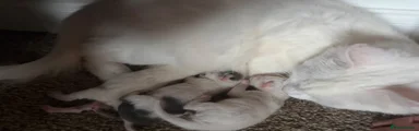 Mixed Breed 3
