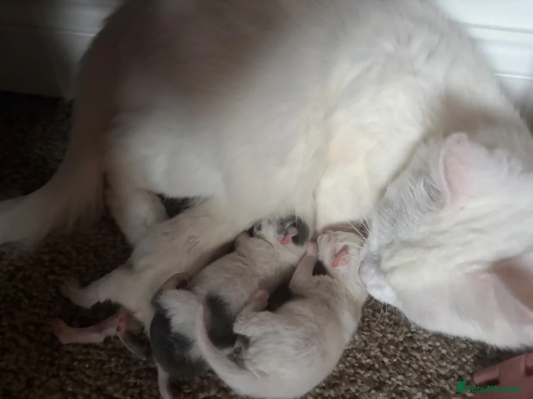 Mixed Breed cats for sale: Ragdoll X kittens for sale  - Advert 5