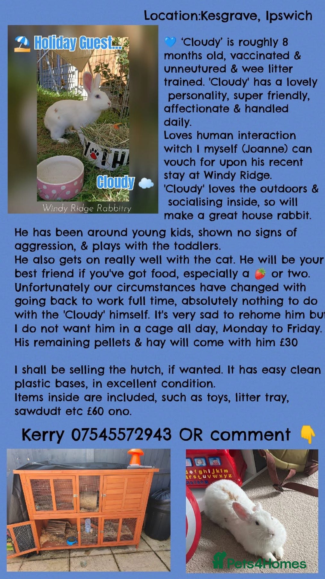 New Zealand rabbits for sale: Rabbit Cloudy for sale (male)  - Image 3