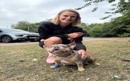 French Bulldog dogs for sale: Accepting Reservations 4 Girls,2 Boys Available  - Image 3