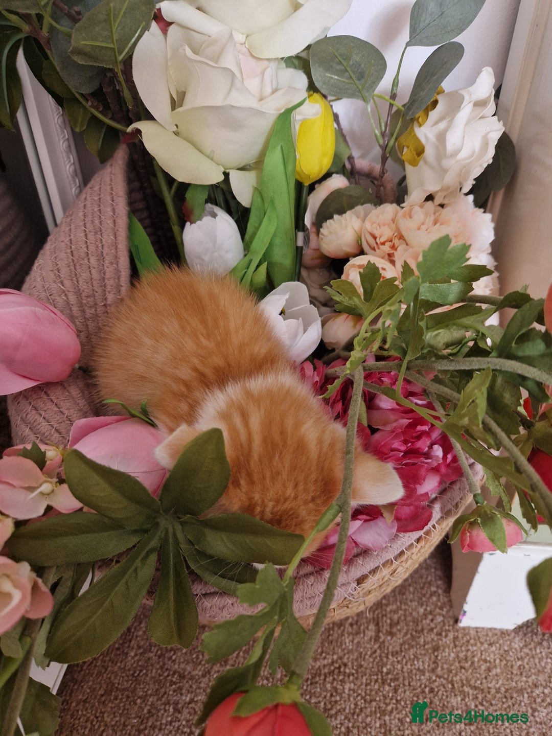 British Shorthair cats for sale: Six Gorgeous Kittens Available From Next Week - Image 3