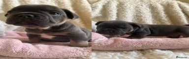 Lorenzo